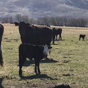 Meet your Posher, Millie